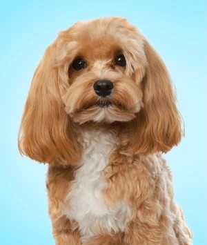 Buddy before grooming