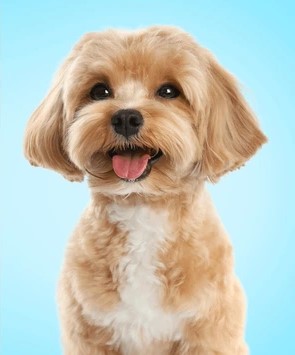 Buddy after grooming