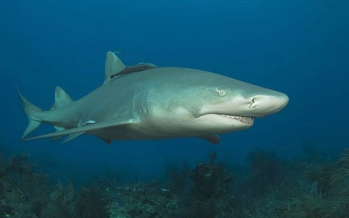 Lemon Sharks
