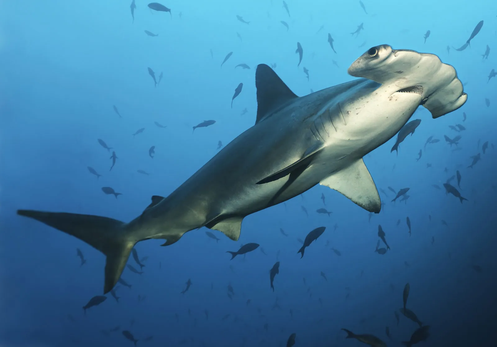 Hammerhead Sharks