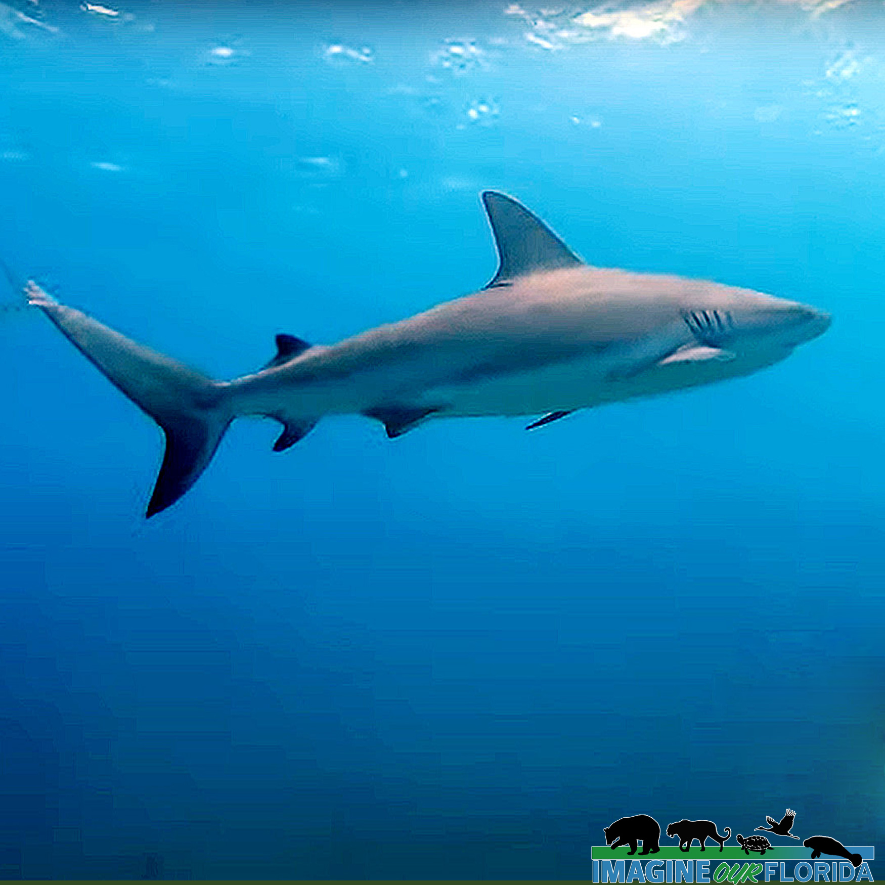 Blacktip Sharks