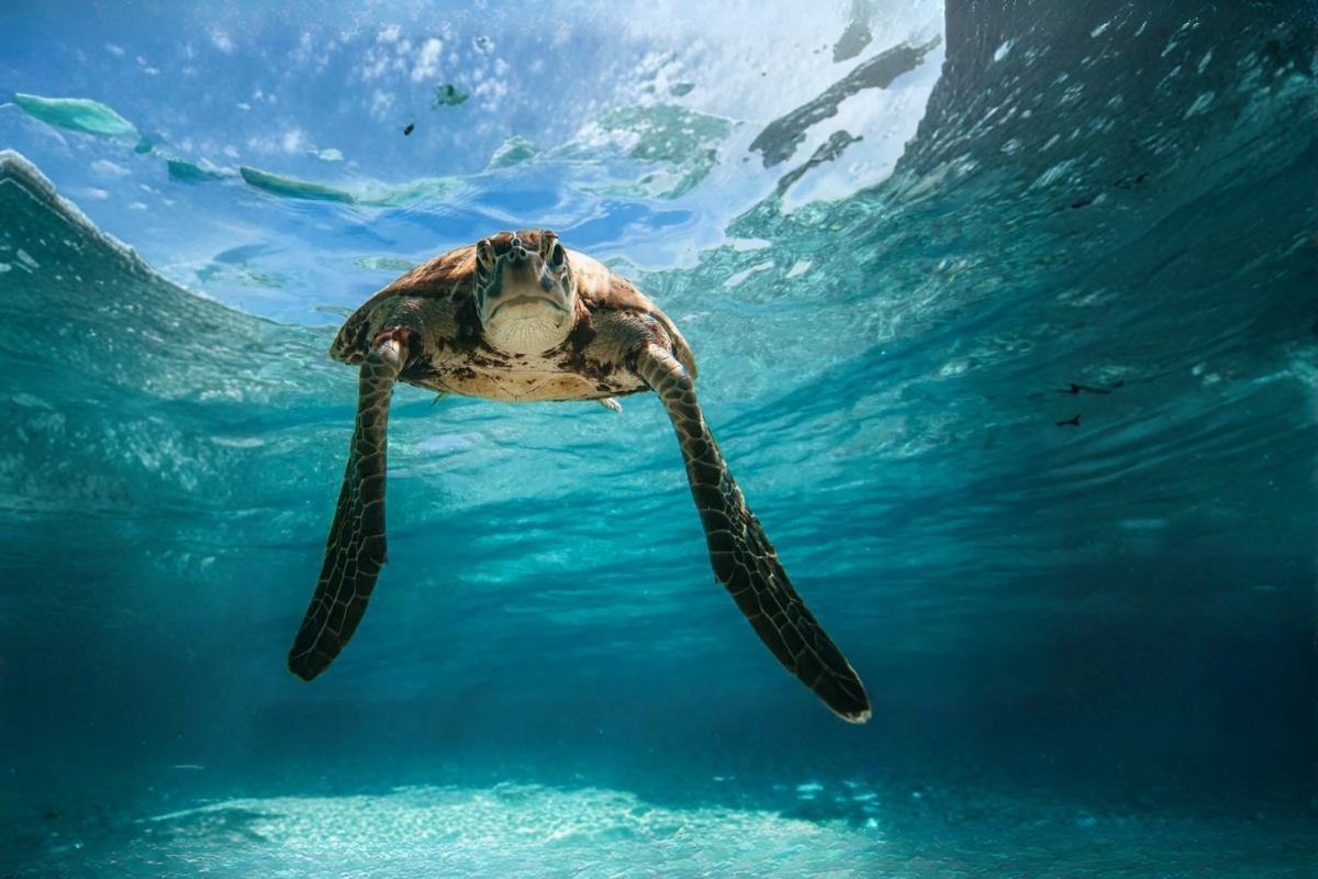 Aldabra Atoll Expedition