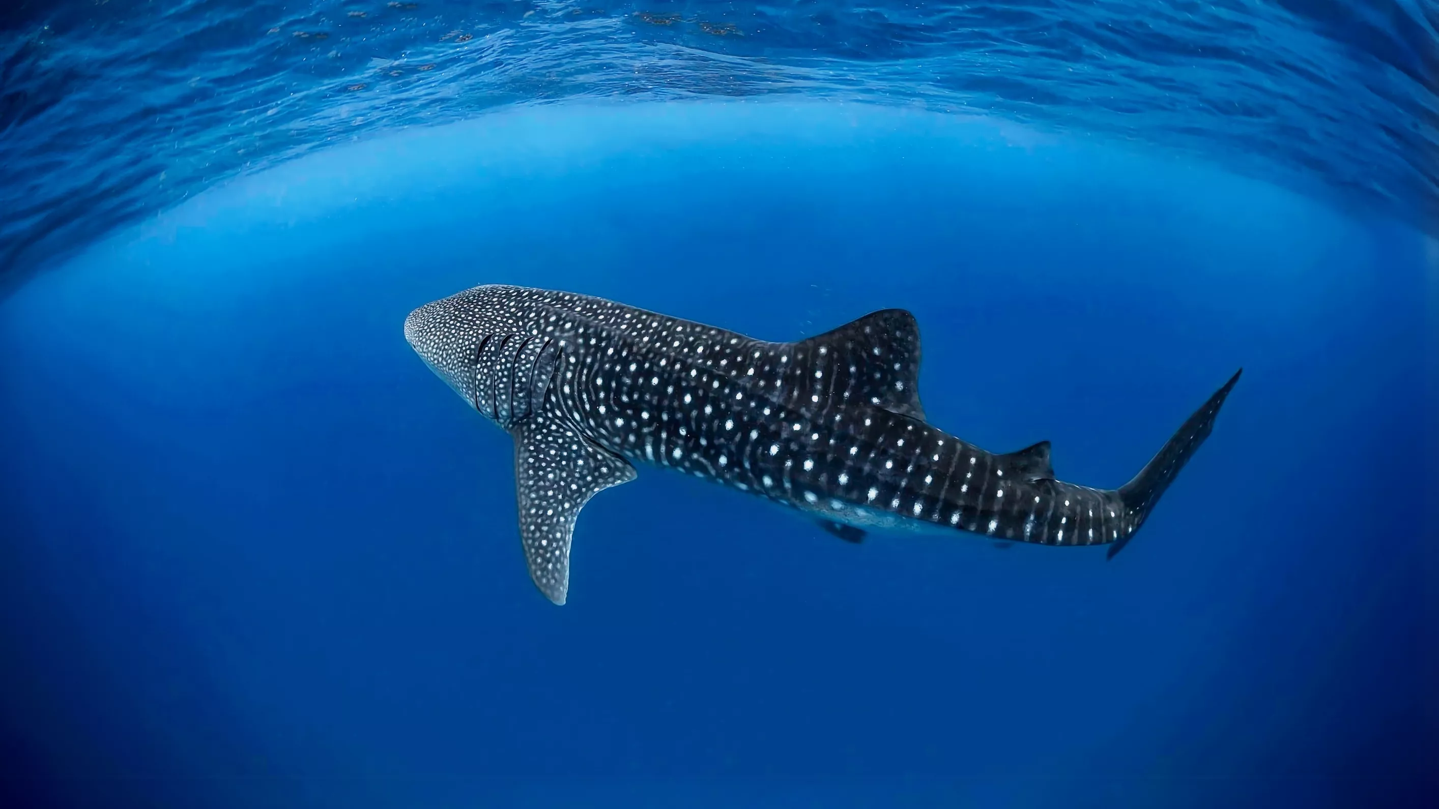 Whale Shark Encounters