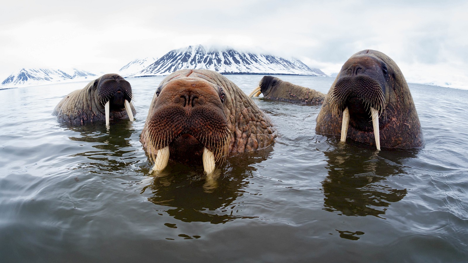 Walrus & Seabird Colonies