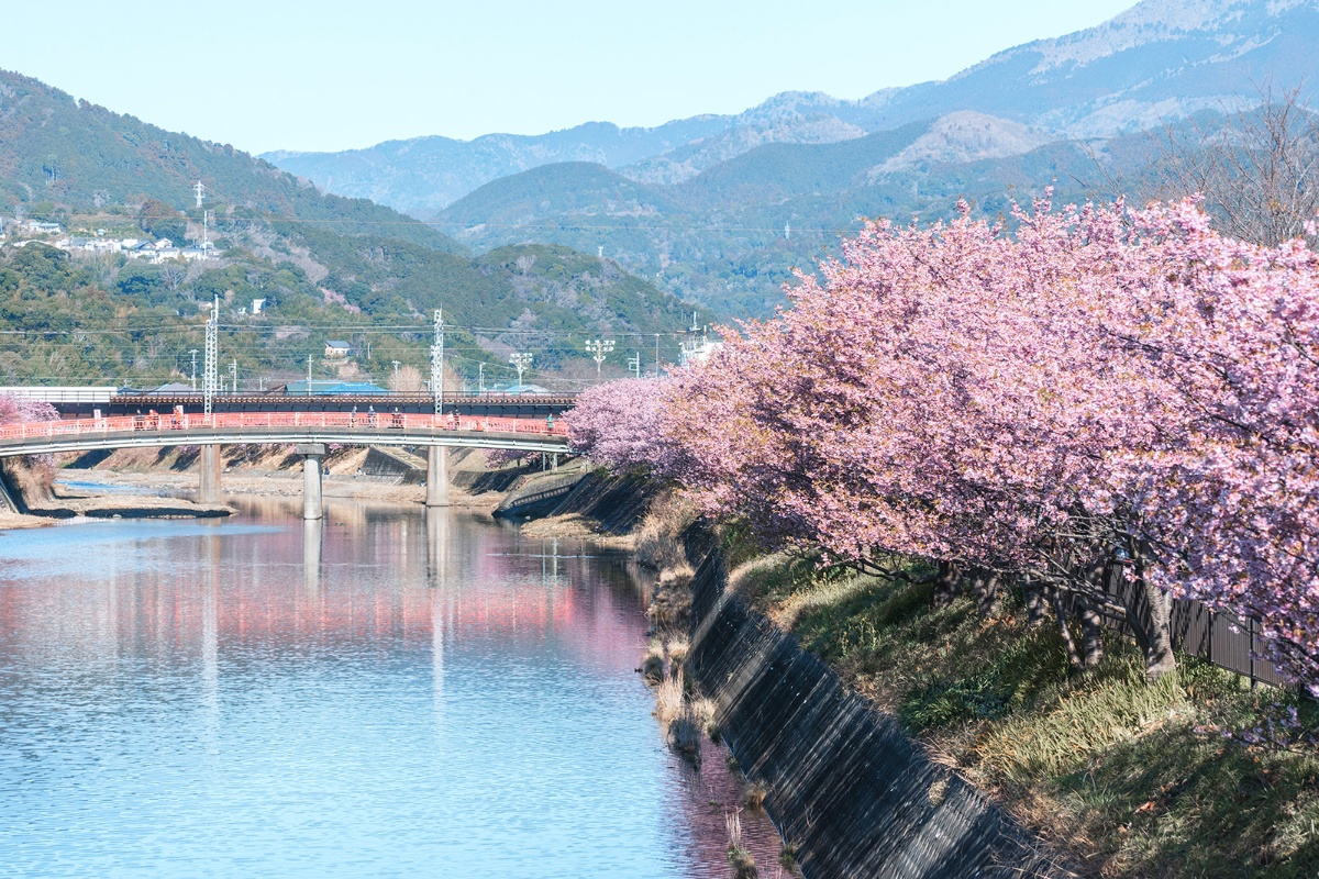 河津桜まつり