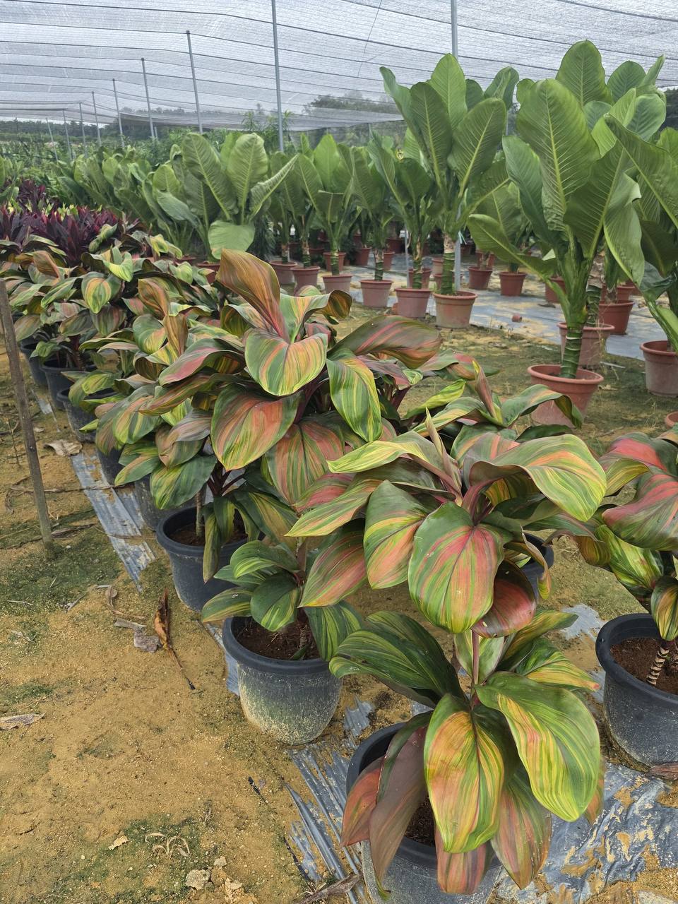 Golden Hill Orchids nursery