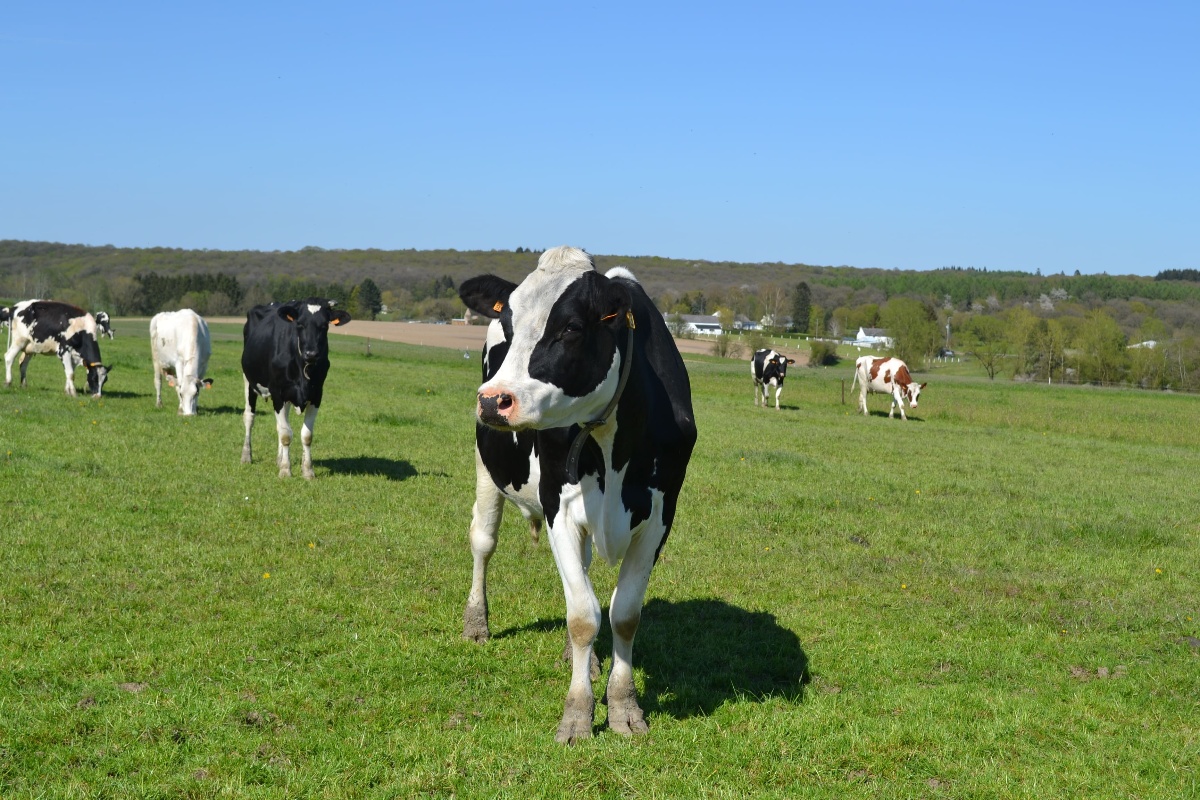 Vaches holsteins