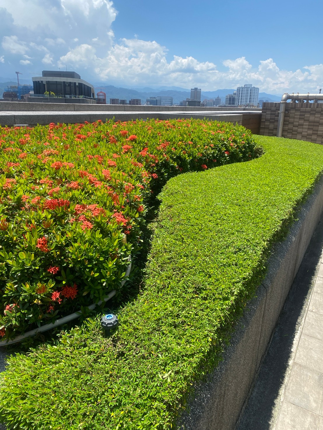 樹木移植斷根預處理作業,沿根球邊緣切斷側根,促進細根密集萌發提升存活率