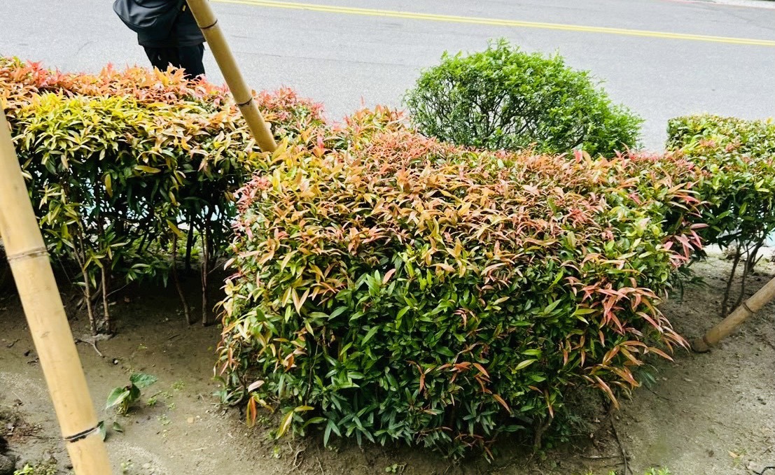 樹木移植完工後整體景觀,大型喬木成功定植於新址,根系恢復生長,樹冠完整保留