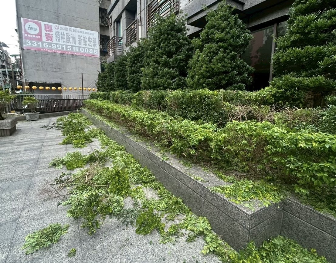 樹匠園藝樹木修剪作業,園藝師使用電動剪刀對台北市住宅庭園灌木進行精準造型修剪
