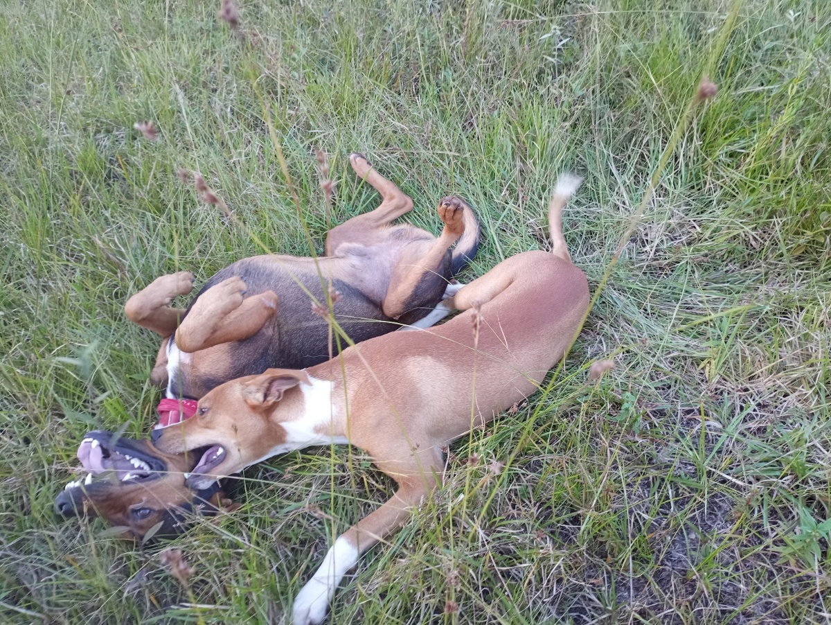 Marie Droguet avec ses chiens Lucky, Jacky et Akira