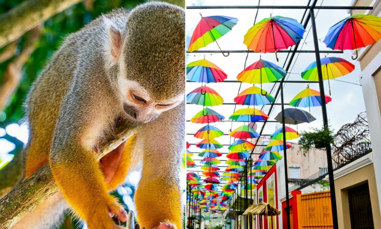 Combined Tour: Monkey & City Tour – Culture Meets Nature