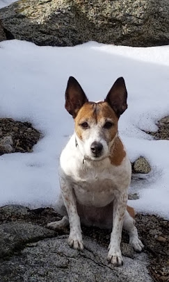 Molly — K-9 bed bug detection dog