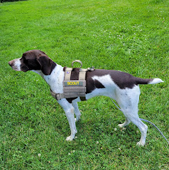 AIM K-9 field inspector in working vest