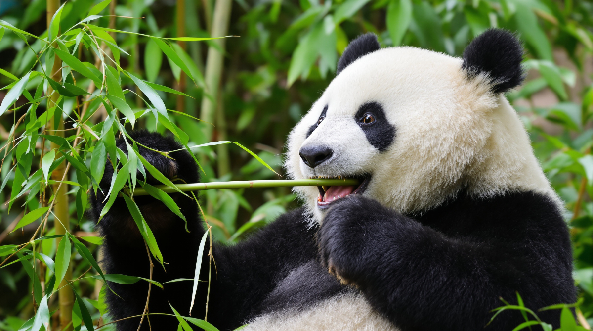 Sichuan Giant Panda