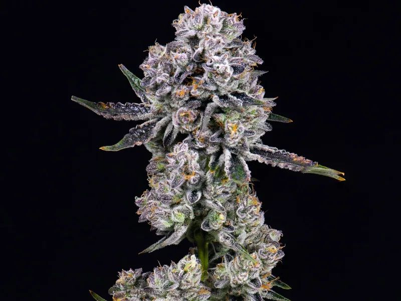 Higher Ground Interior