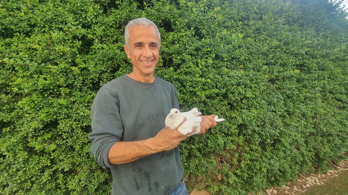 יונים לבנות מאומנות