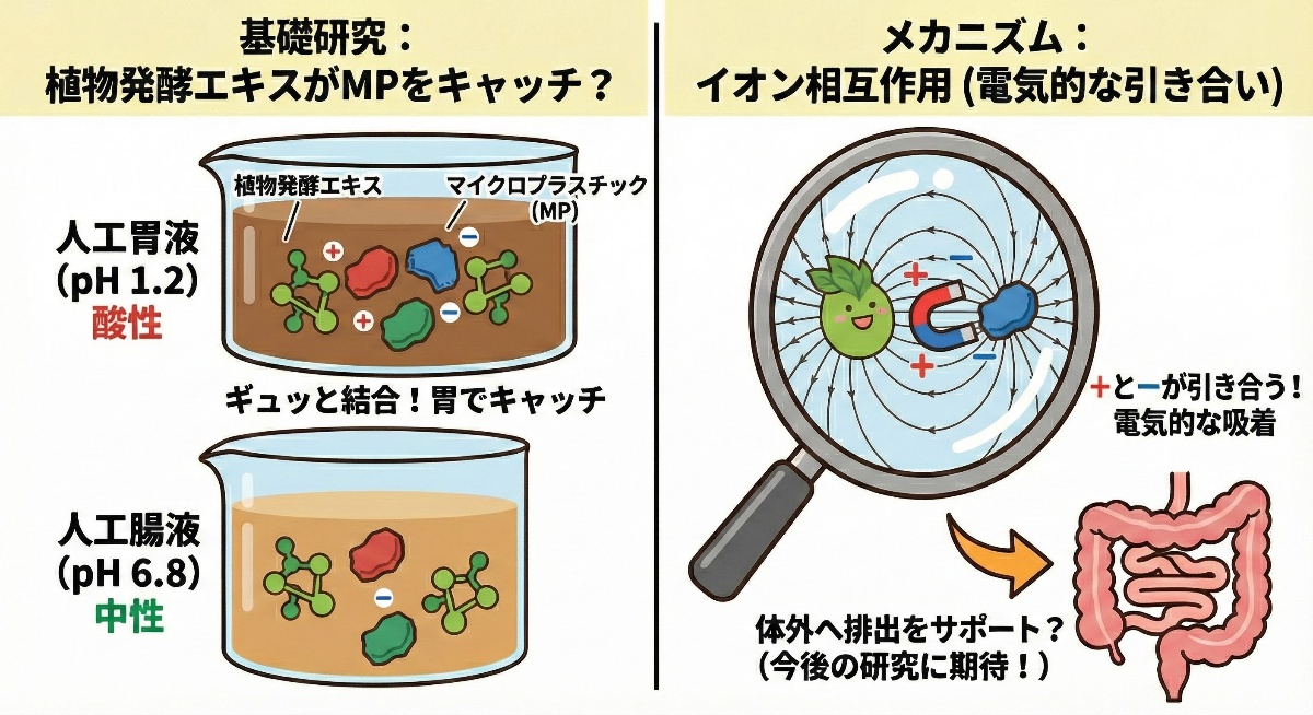 🌱 植物発酵エキスに「マイクロプラスチック」吸着の可能性