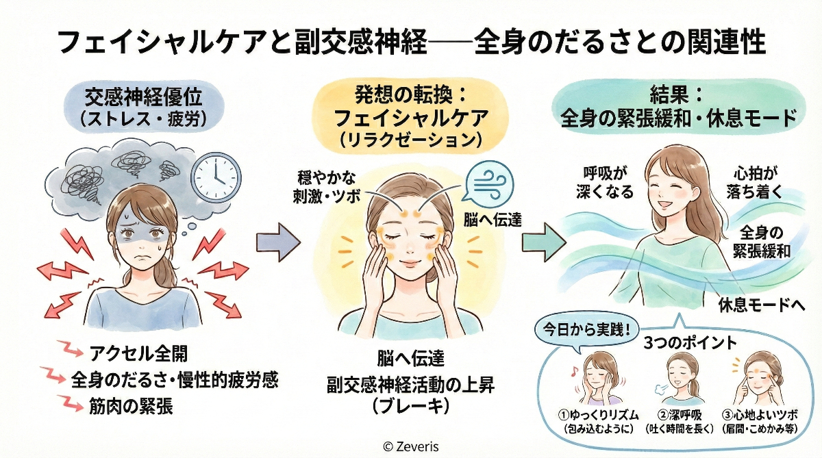 フェイシャルケアと副交感神経──全身のだるさとの関連性
