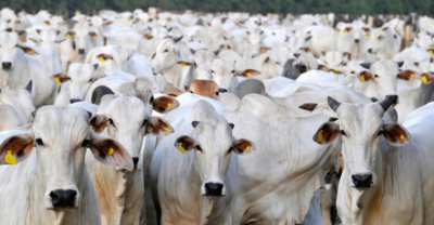 Bovina