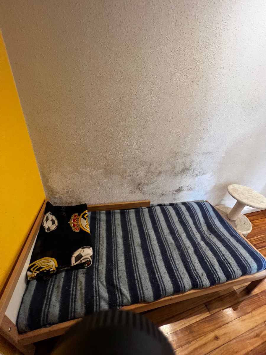 Moisissure active en pièce habitable