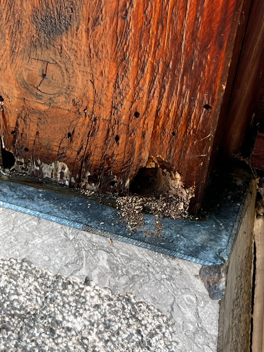 Frass actif — infestation en cours