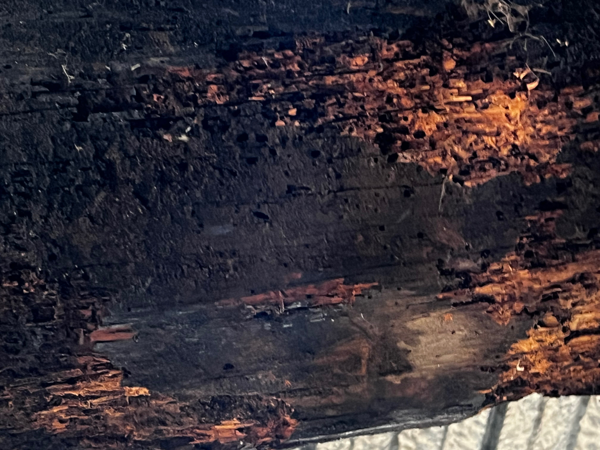 Túbulos de barro de termita subterránea en viga de roble — caserío Euskal Herria