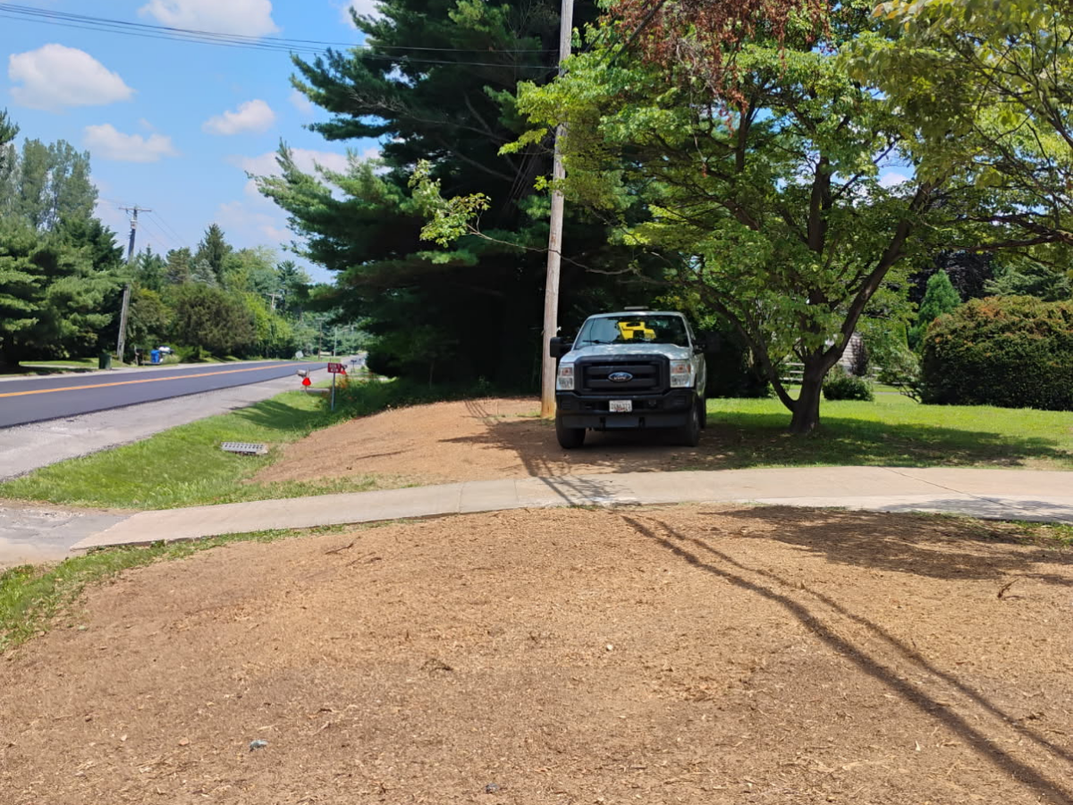 After Stump & Tree Removal