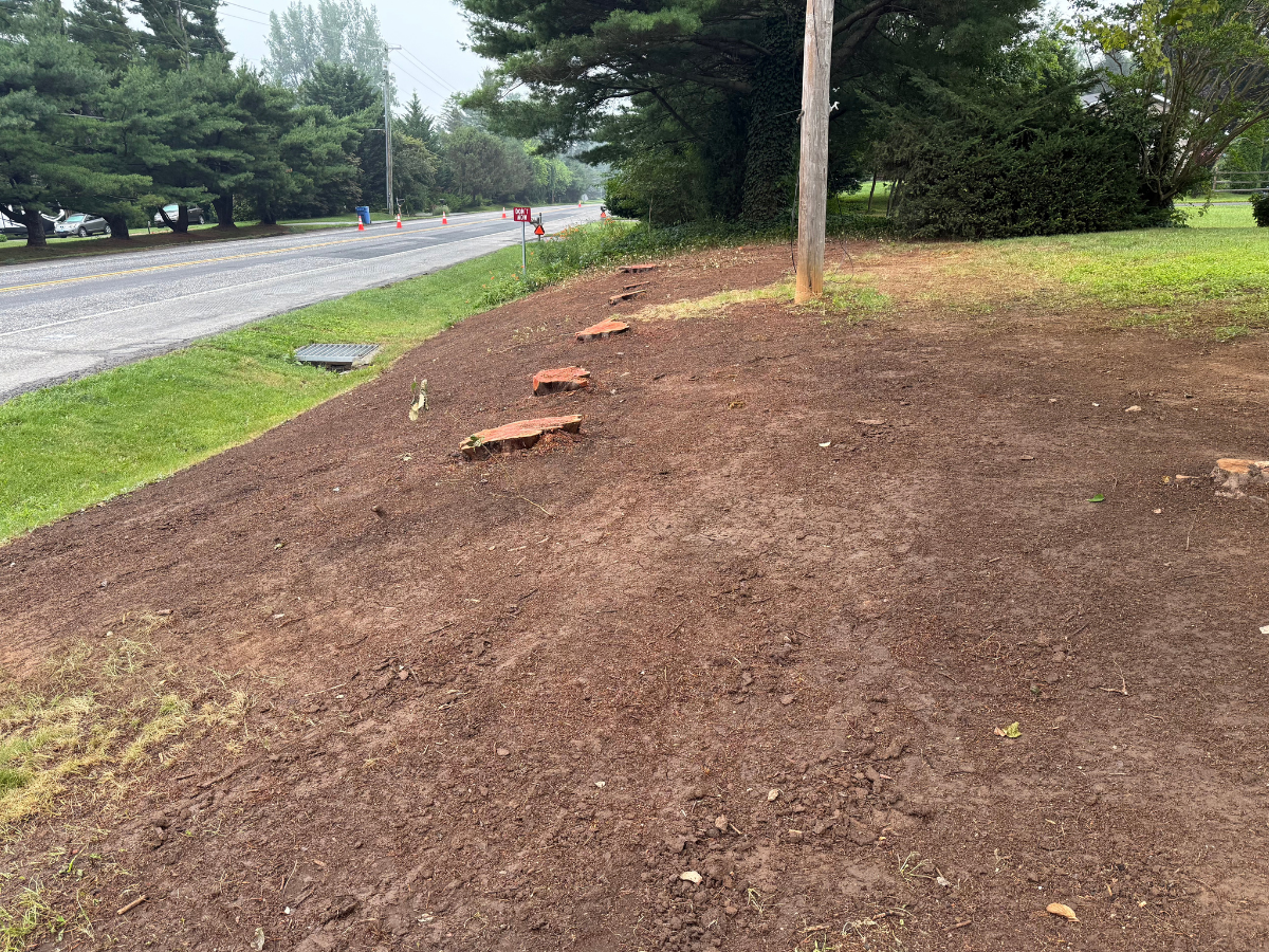 Before Stump & Tree Removal