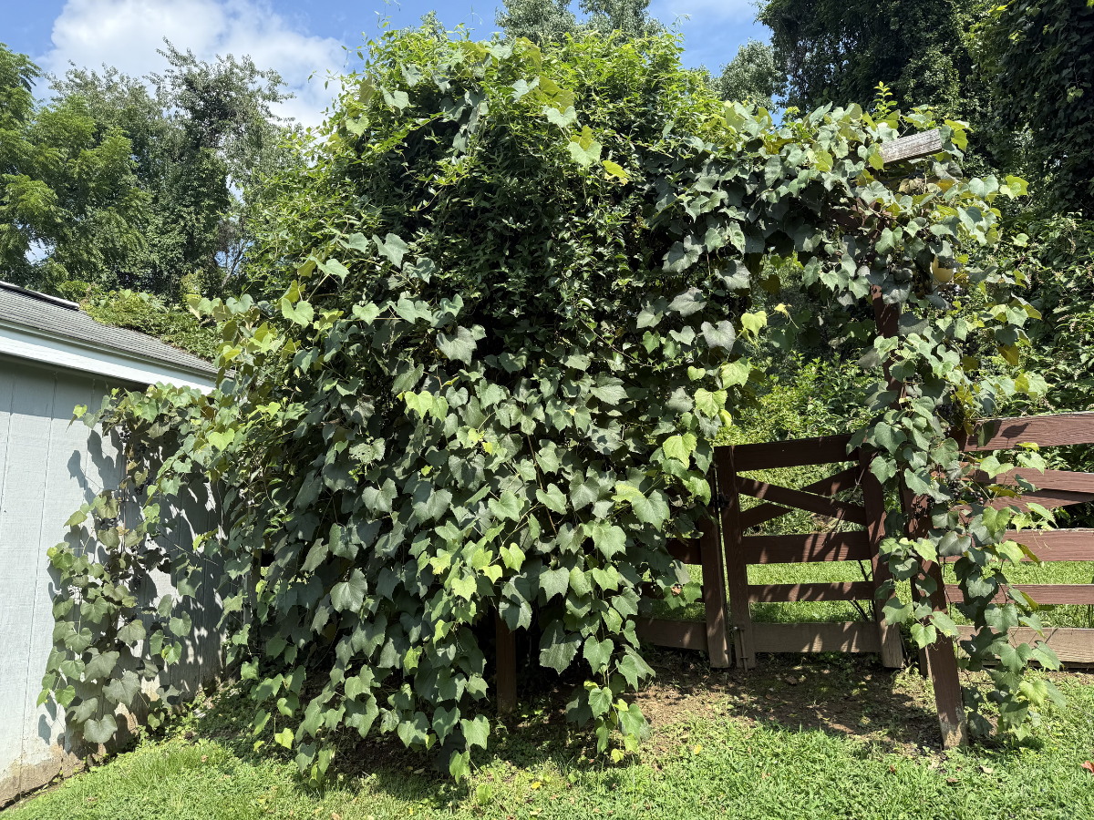 Before Overgrowth Removal