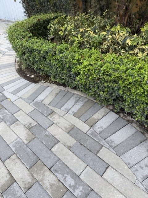 Driveway Near Plants - Before