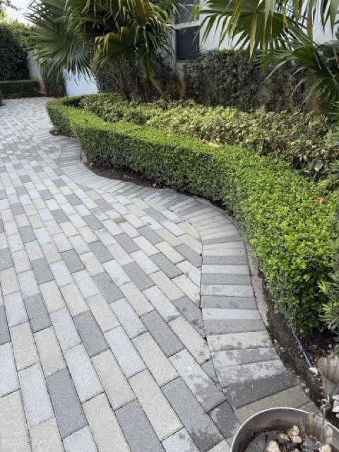 Driveway Near Plants - After