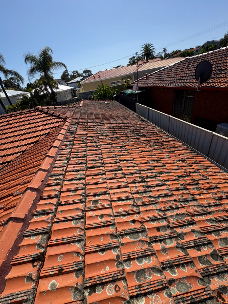 Roof Cleaning - Before