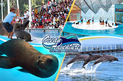 Ocean Adventure - Dolphin Show