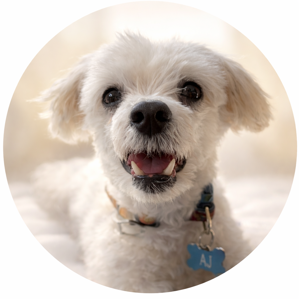 AJ - Forever in our hearts