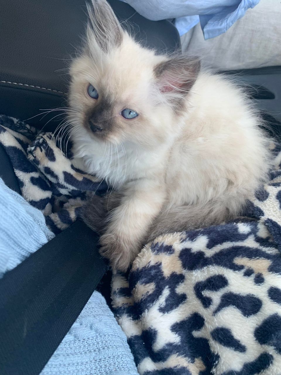 Oliver - Blue Point Mitted Ragdoll kitten