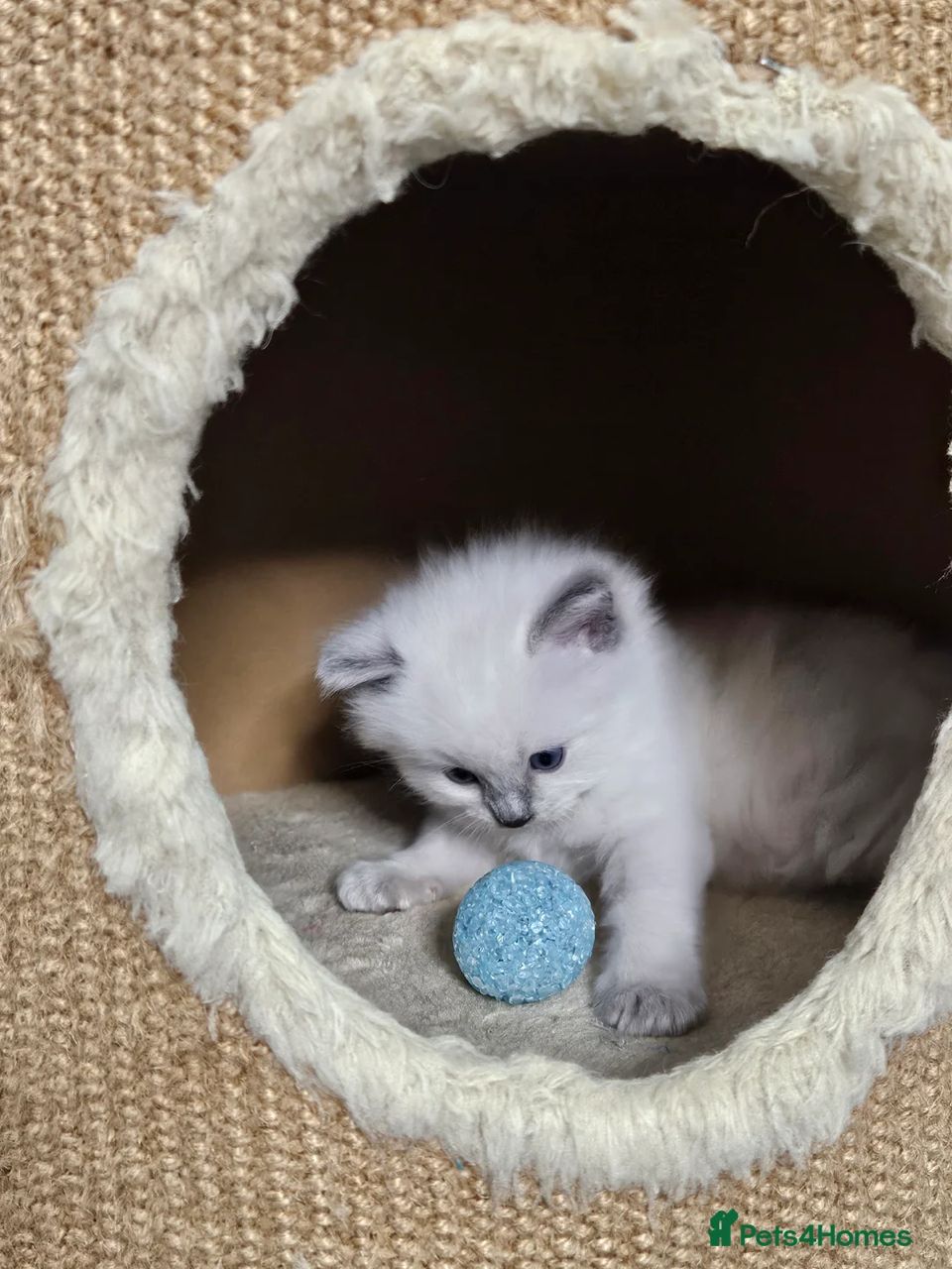 Max - Seal Point Mitted Ragdoll kitten