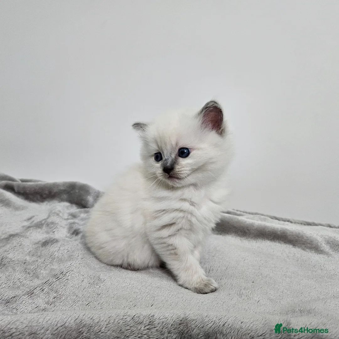 Luna - Seal Point Ragdoll kitten