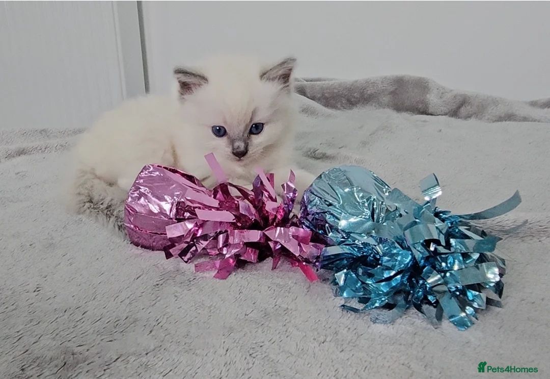 Daisy - Blue Point Ragdoll kitten