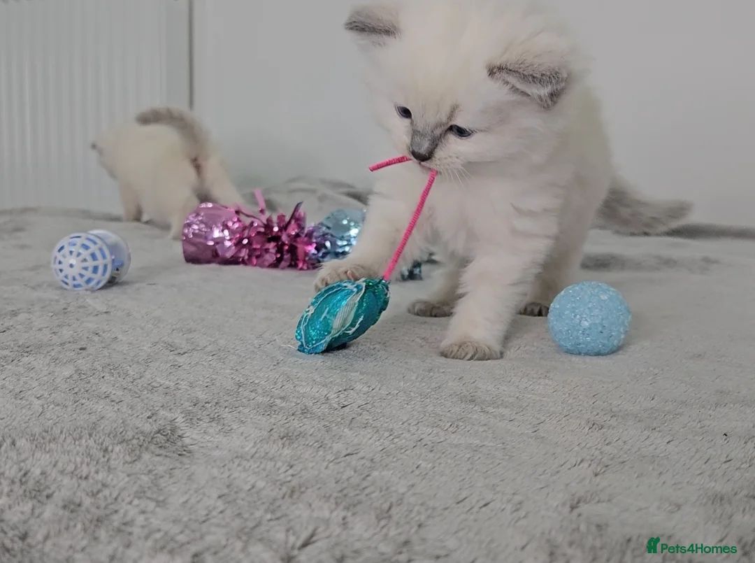 Bella - Bicolor Ragdoll kitten