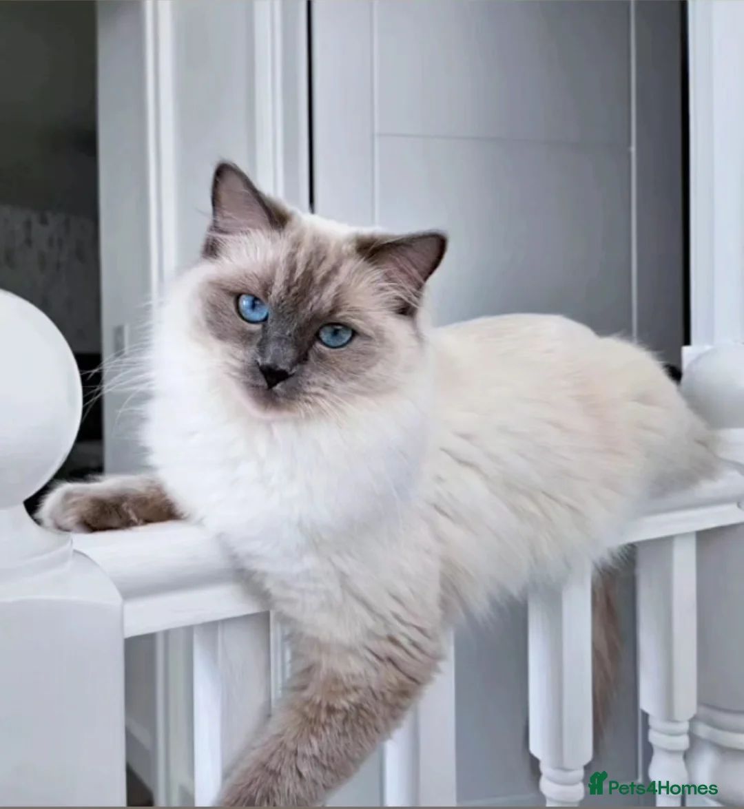 Charlie - Seal Bicolor Ragdoll kitten