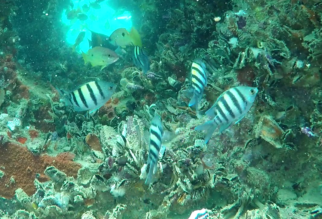 Coastal Resilience & Artificial Reefs