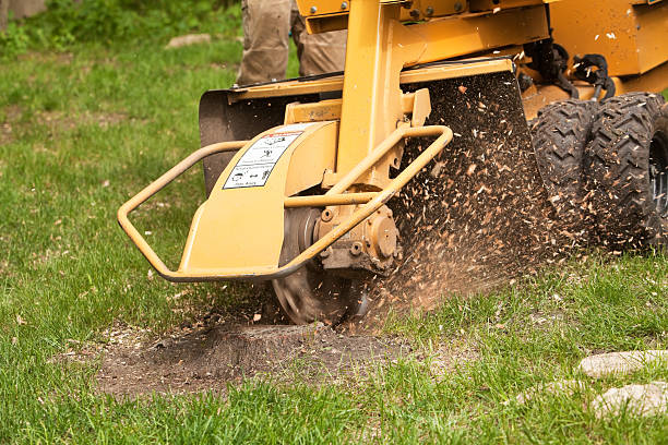 Stump grinding in action