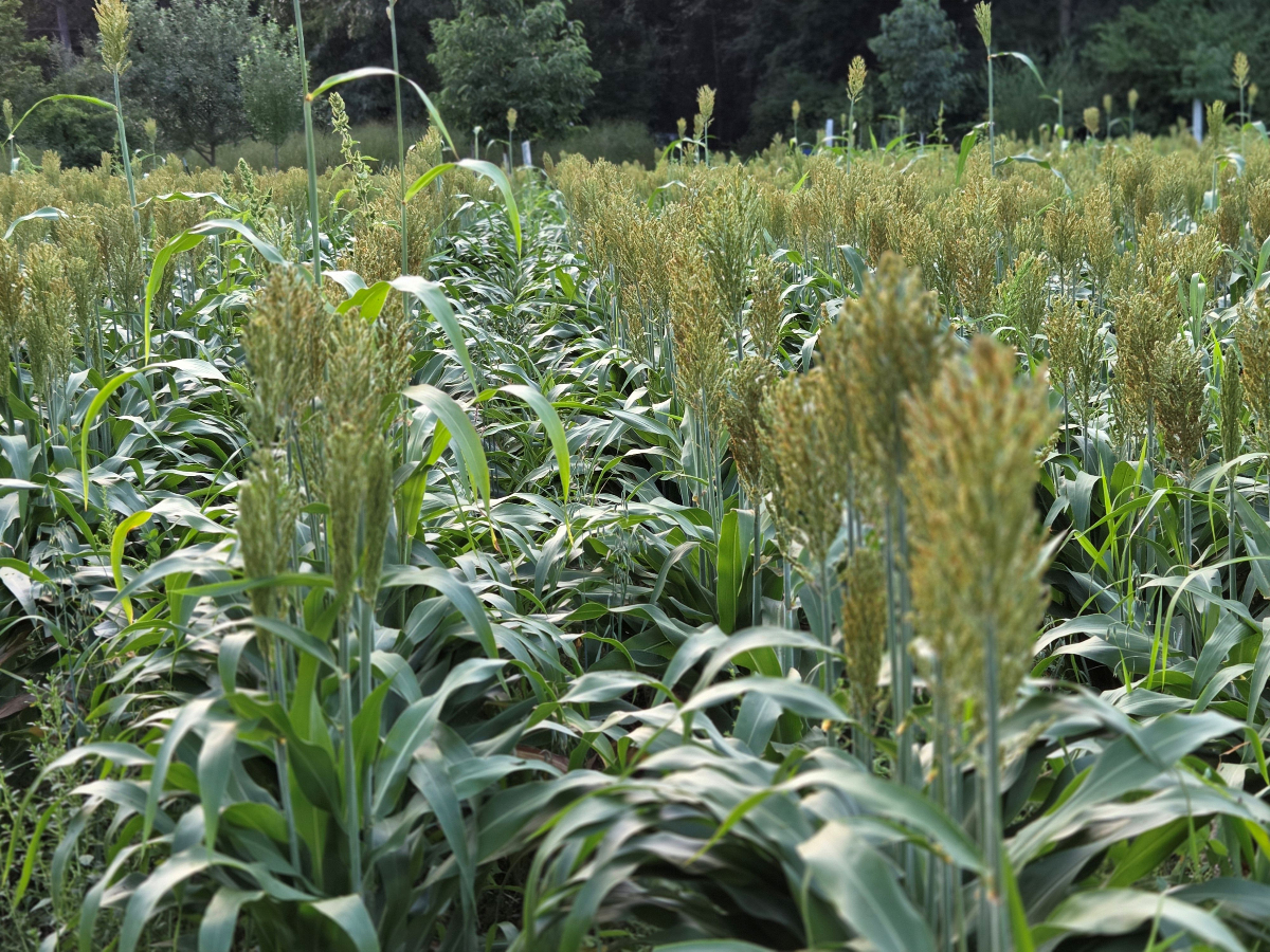 Food Plot Installation