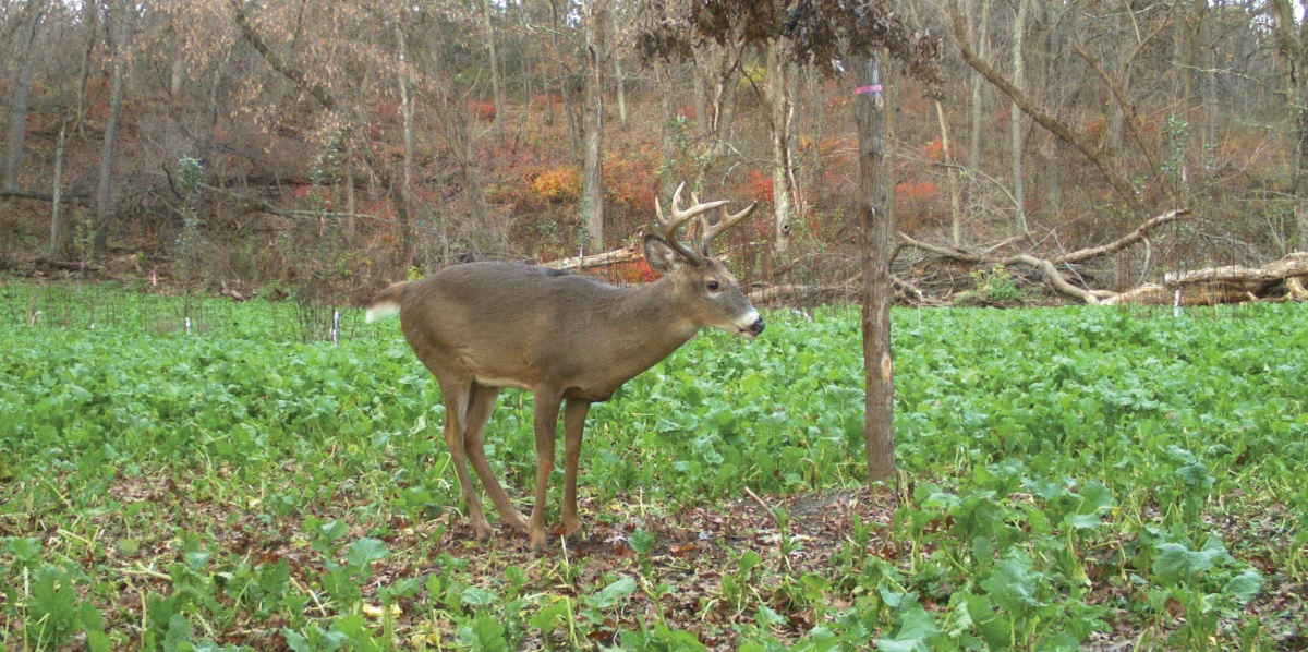 Woodland Food Plot