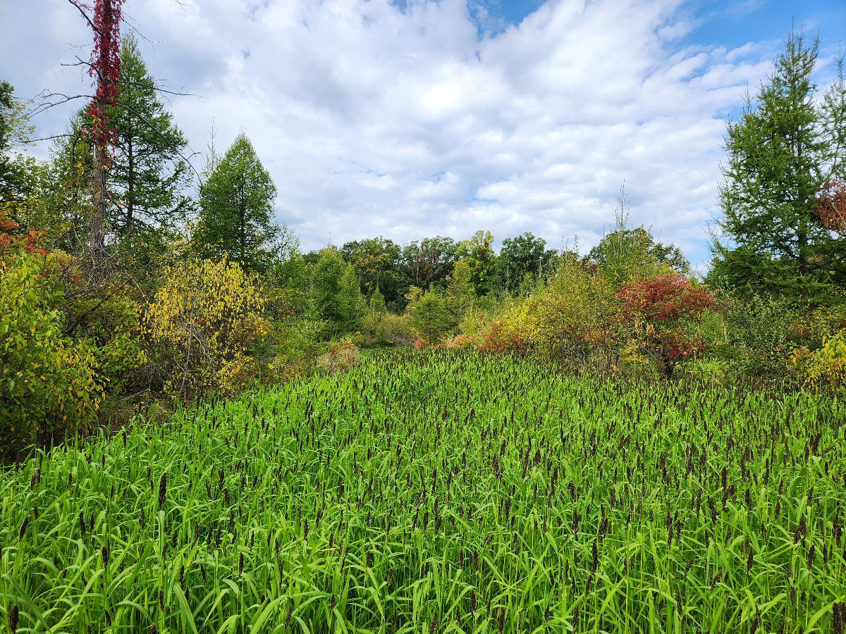 Food Plot Installation