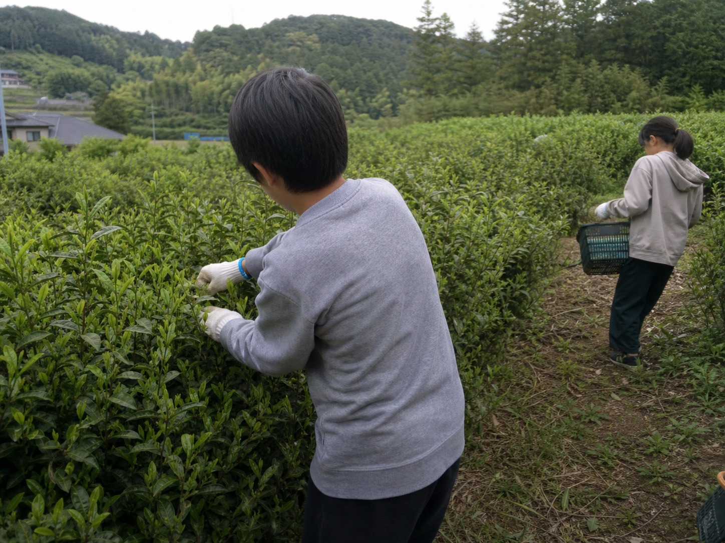 農業 茶摘み