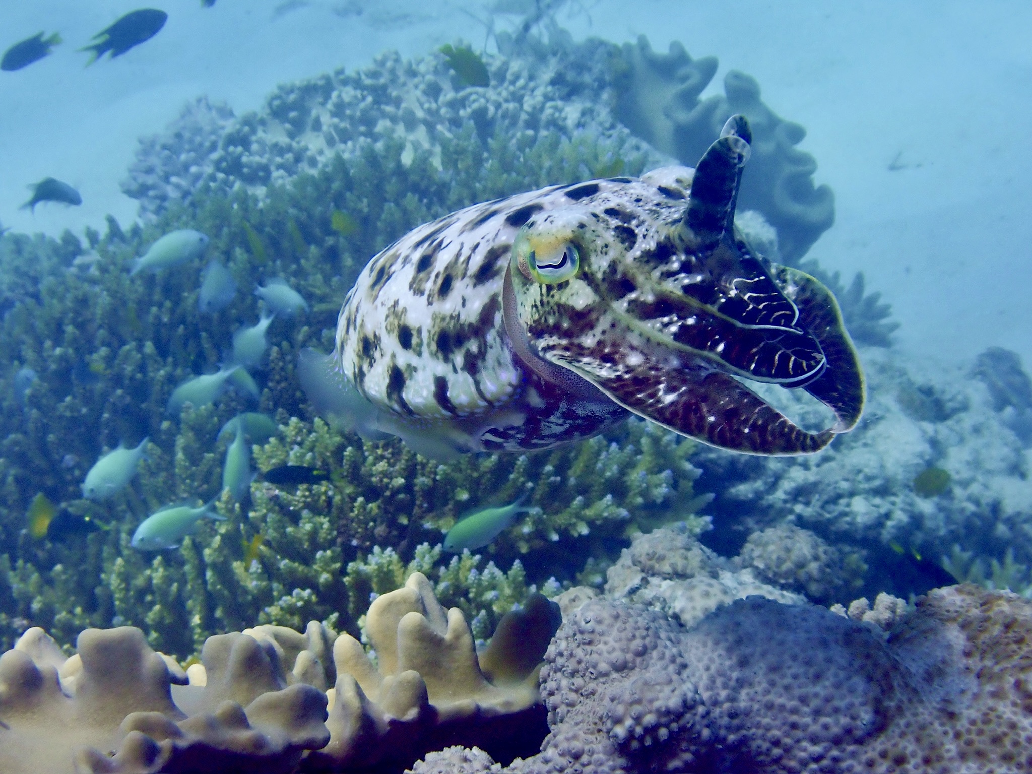School of barracuda swirling in formation underwater