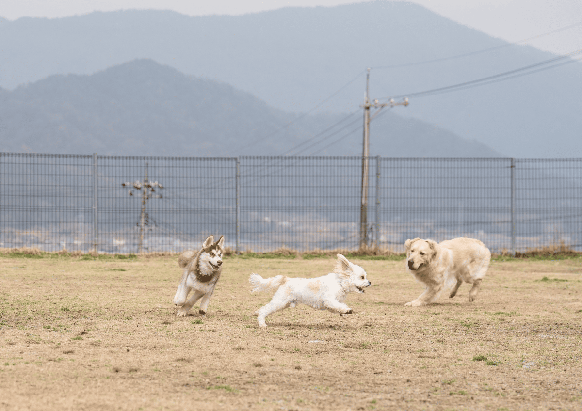 ドッグランを走る3頭の犬