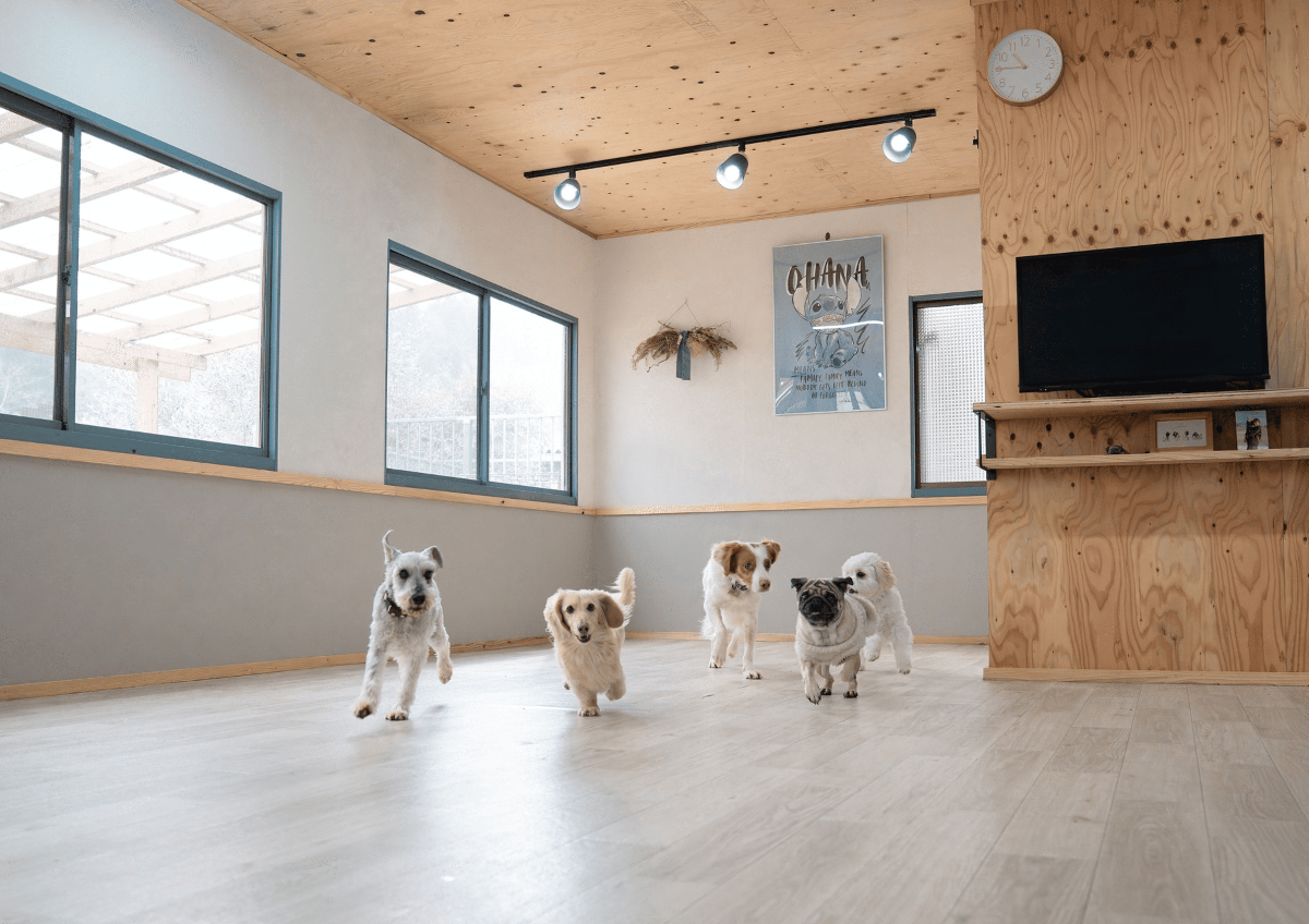 室内プレイルームで走る犬たち
